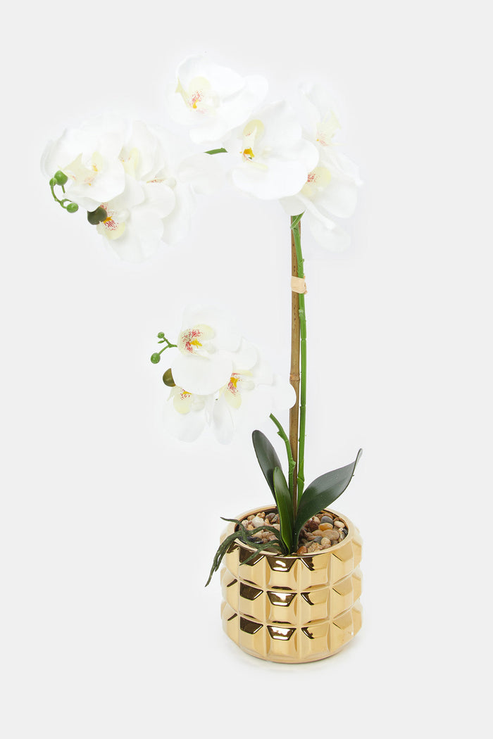 Redtag-Artificial-Orchid-In-Ceramic-Gold-Vase-Category:Plants-&-Flowers,-Colour:Gold,-Deals:New-In,-Filter:Home-Decor,-H1:HMW,-H2:HOM,-H3:DEA,-H4:VSS,-HMW-HOM-Decorative-Accessories,-HMWHOMDEAVSS,-New-In-HMW-HOM,-Non-Sale,-ProductType:Artificial-Plants,-Promo:KYRA,-Season:W23A,-Section:Homewares,-Style:FLOWER-POT,-W23A-Home-Decor-